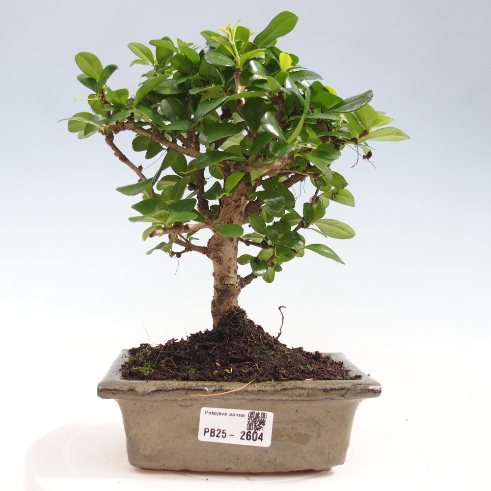 Indoor bonsai - Carmona macrophylla - Fuki tea