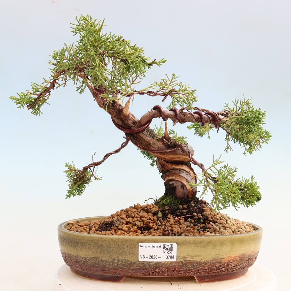Outdoor Bonsai - Juniperus chinensis Itoigawa - Chinese Juniper