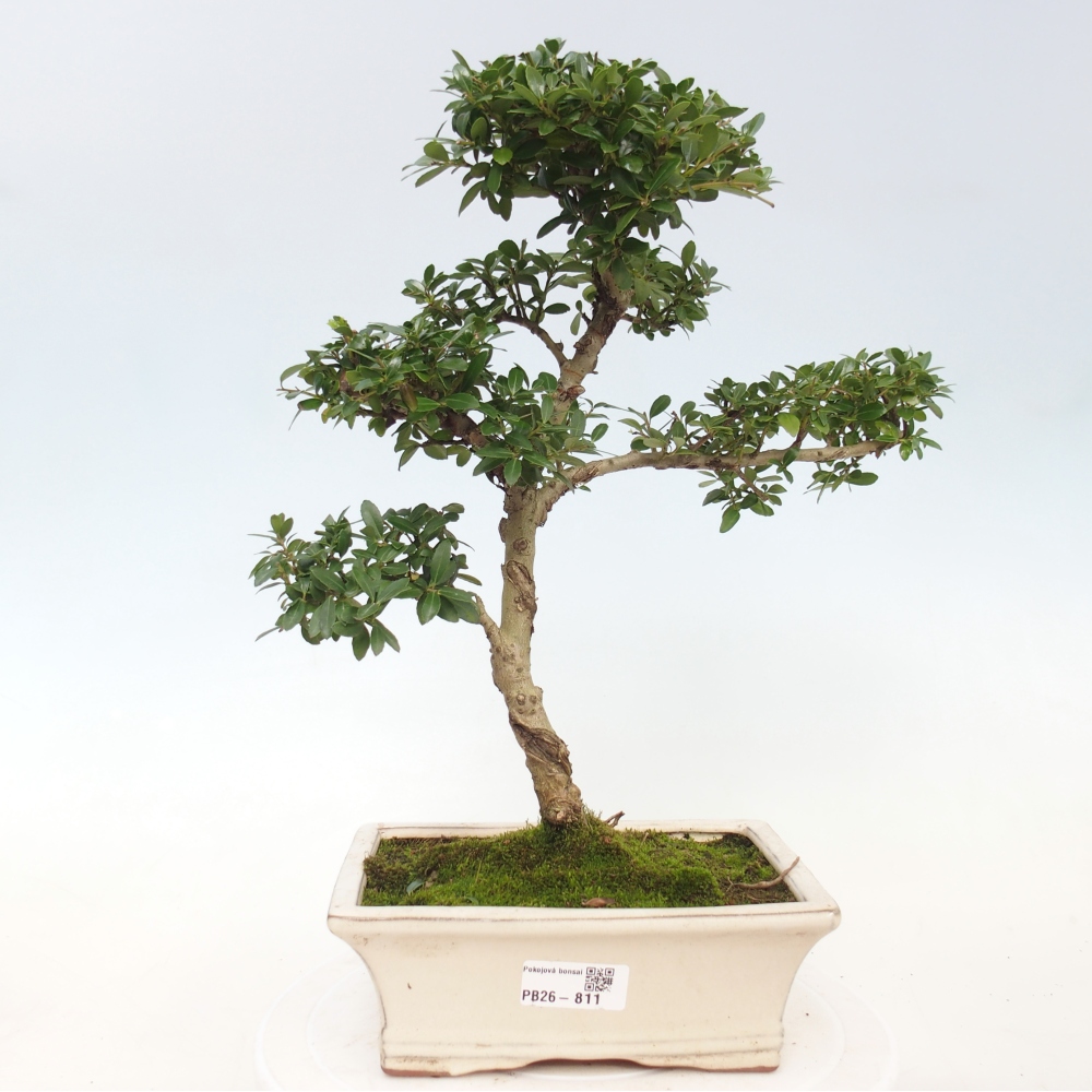Room bonsai - Ilex crenata - Holly