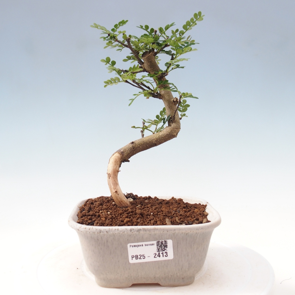 Indoor bonsai - Zantoxylum piperitum - Peppermint