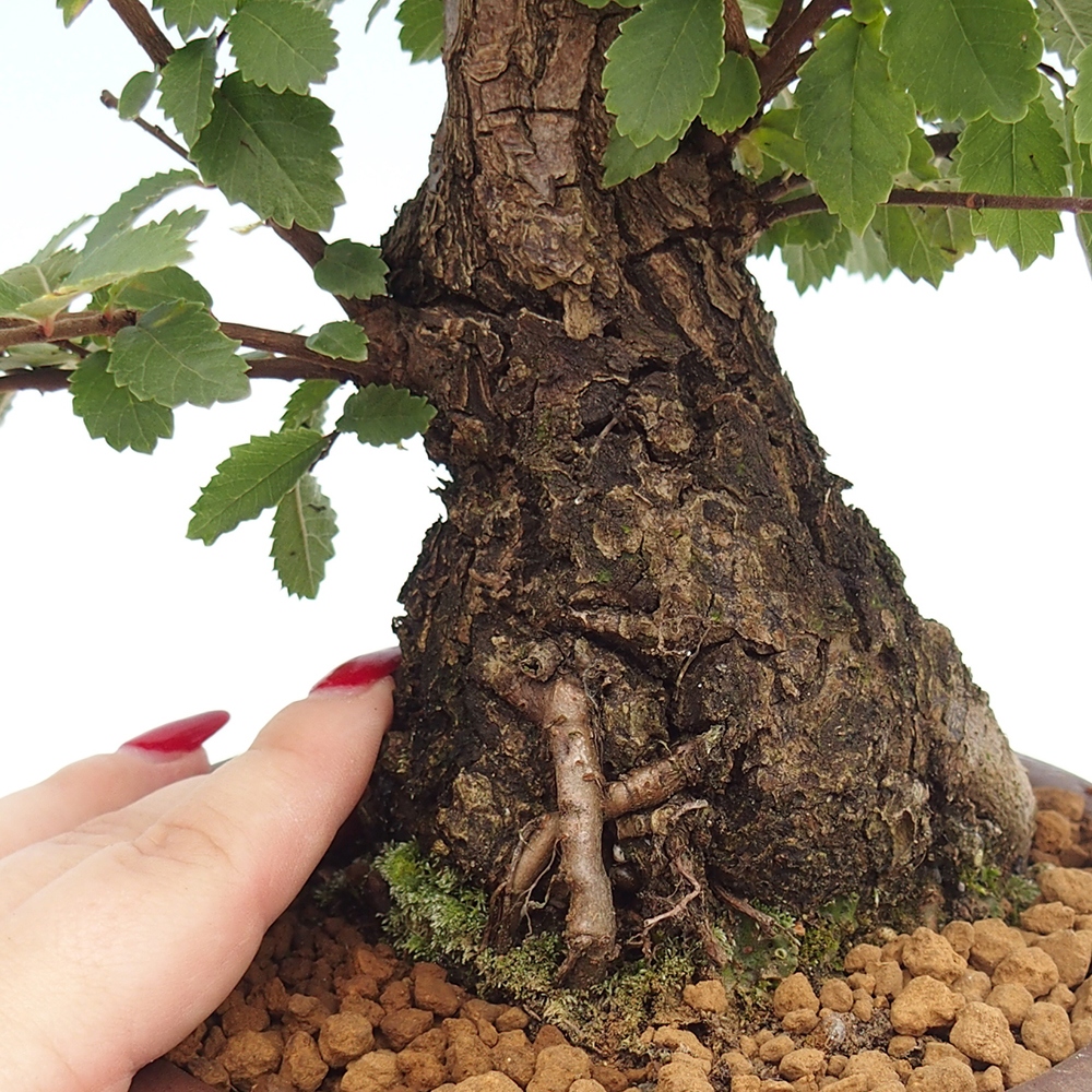 Outdoor bonsai - Zelkova - Zelkova NIRE