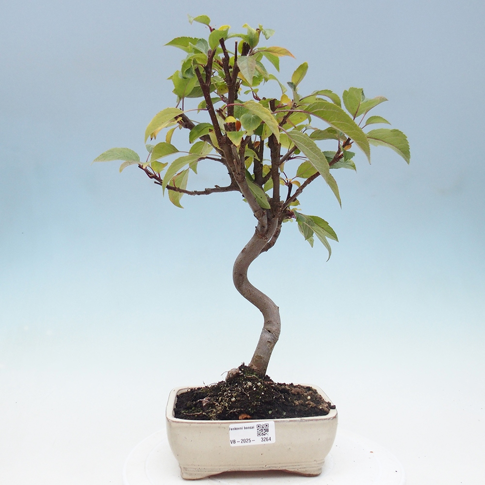 Outdoor bonsai - Malus halliana - Small-fruited apple tree