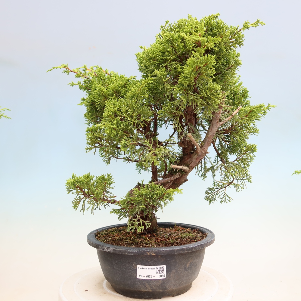 Outdoor Bonsai - Juniperus chinensis Itoigawa - Chinese Juniper