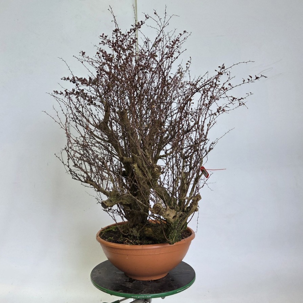 Outdoor bonsai - Barberry - Berberis thunbergii atropurpurea