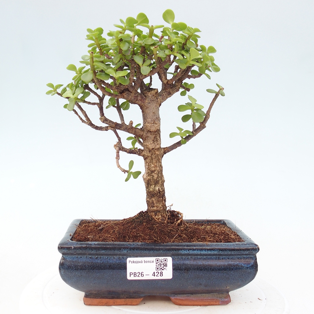 Room bonsai - Portulakaria Afra - Tlustice