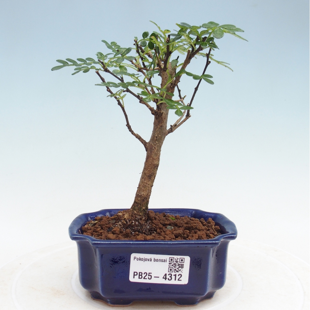Room bonsai - Zantoxylum piperitum - pepper tree