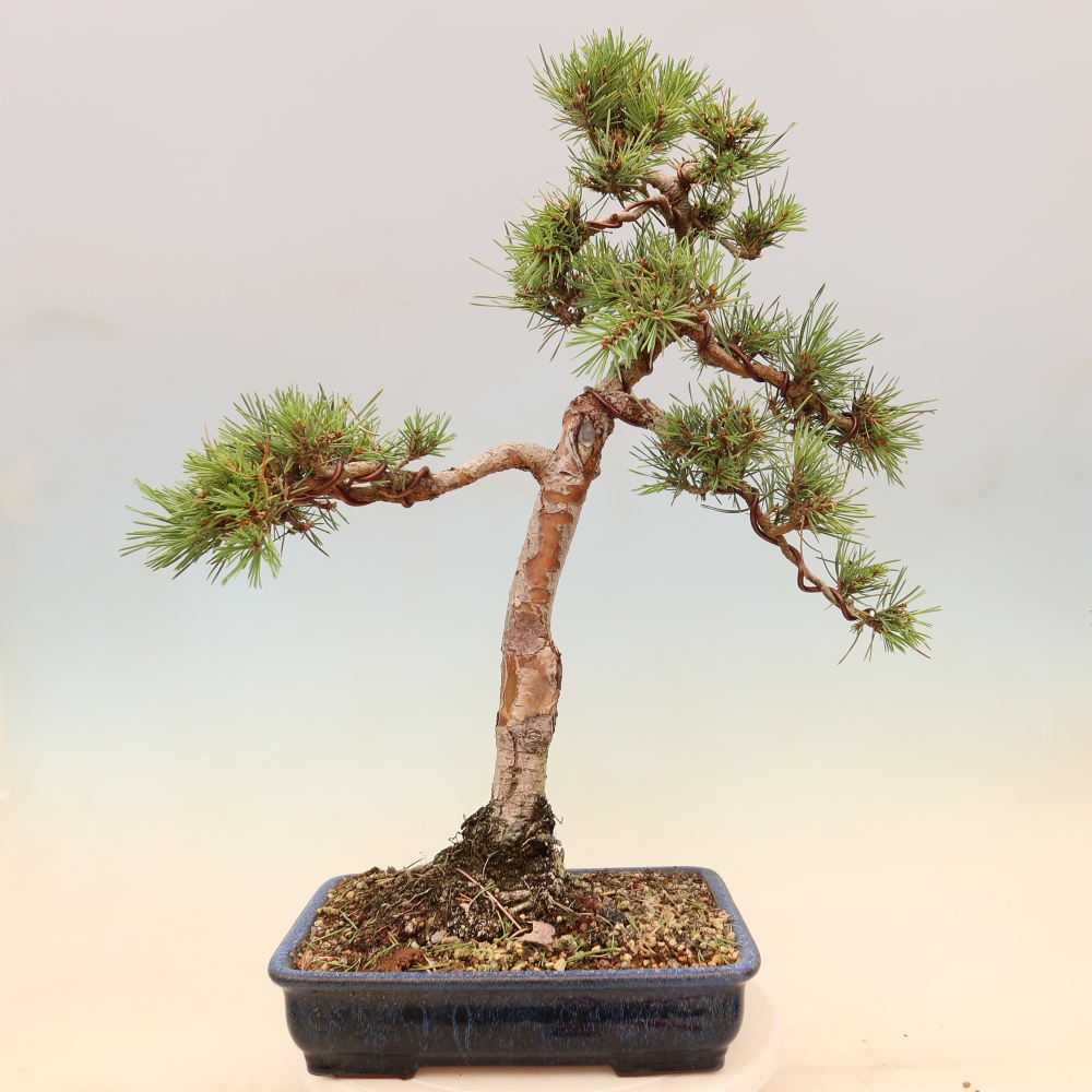 Outdoor Bonsai - Pinus sylvestris 'Watererri' - Scots Pine