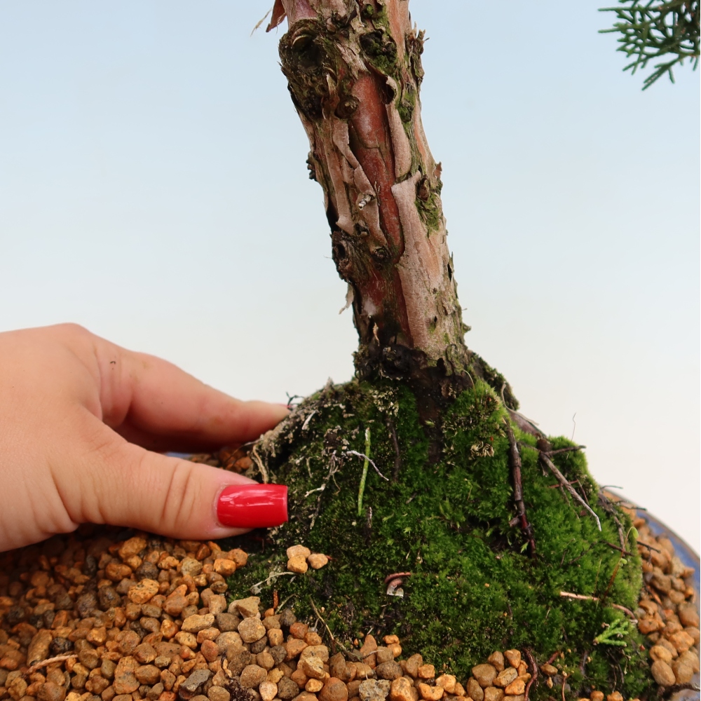 Outdoor bonsai - Juniperus chinensis Kishu