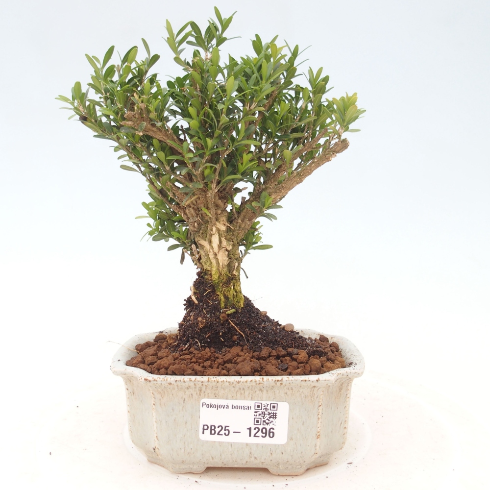 Room bonsai - Buxus harlandii - cork buxus