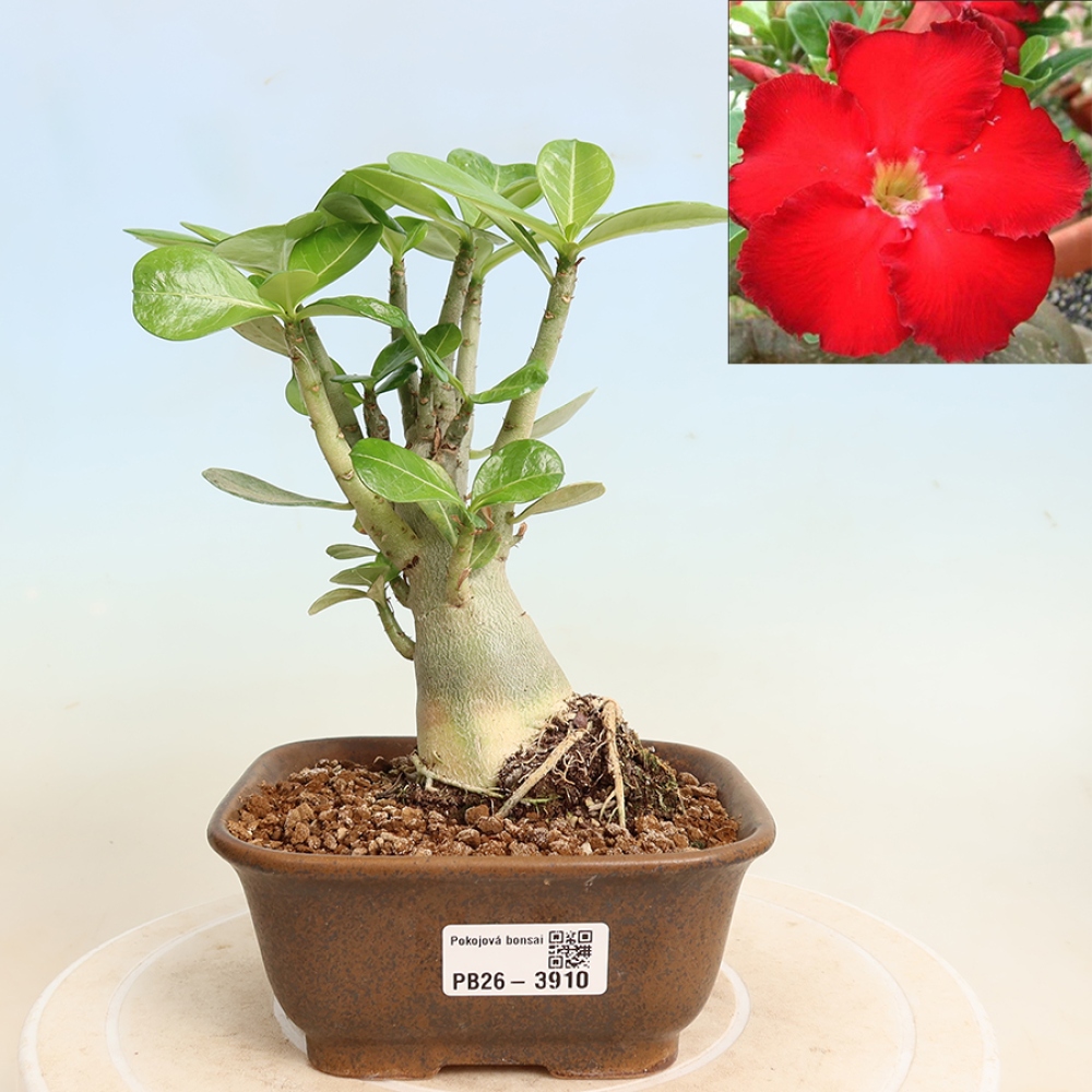 Indoor Bonsai - Adenium obesum Red Star - Desert Rose