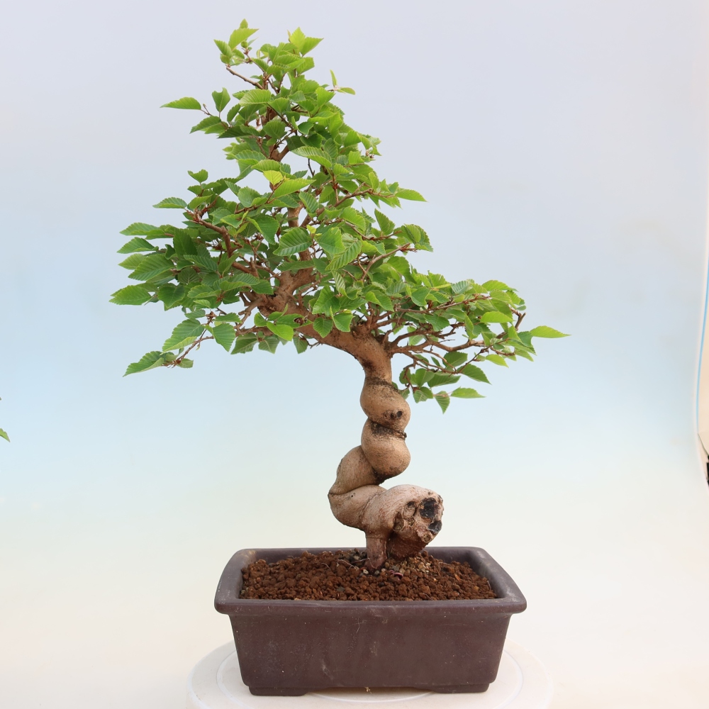 Outdoor bonsai -Carpinus coreana - Korean Hornbeam