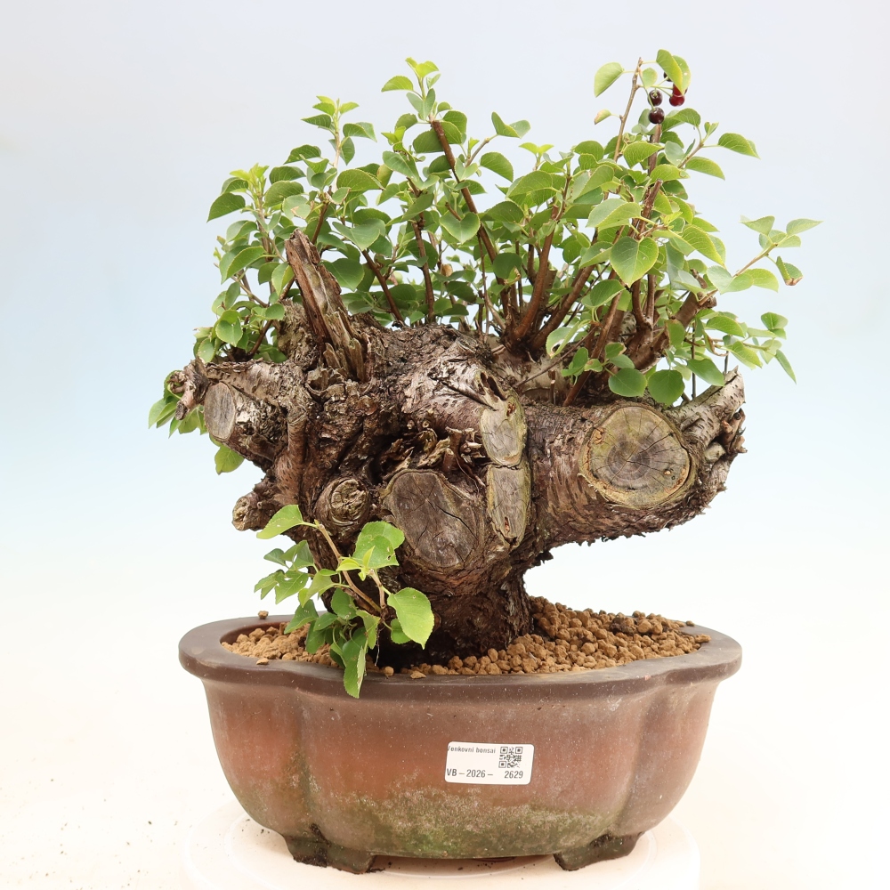 Outdoor Bonsai - Mahaleb - Prunus mahaleb