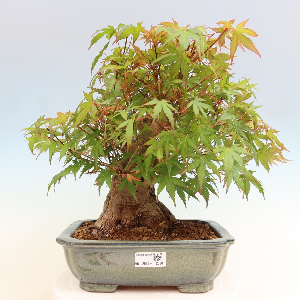 Outdoor bonsai - Maple Burger - Acer Burgerianum