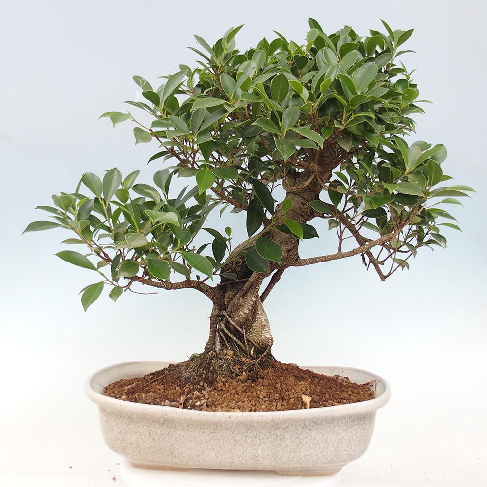 Room bonsai - Ficus kimmen - small-leaved ficus - PERSONAL COLLECTION ONLY or pallet transport