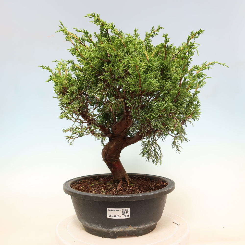 Outdoor Bonsai - Juniperus chinensis Itoigawa - Chinese Juniper
