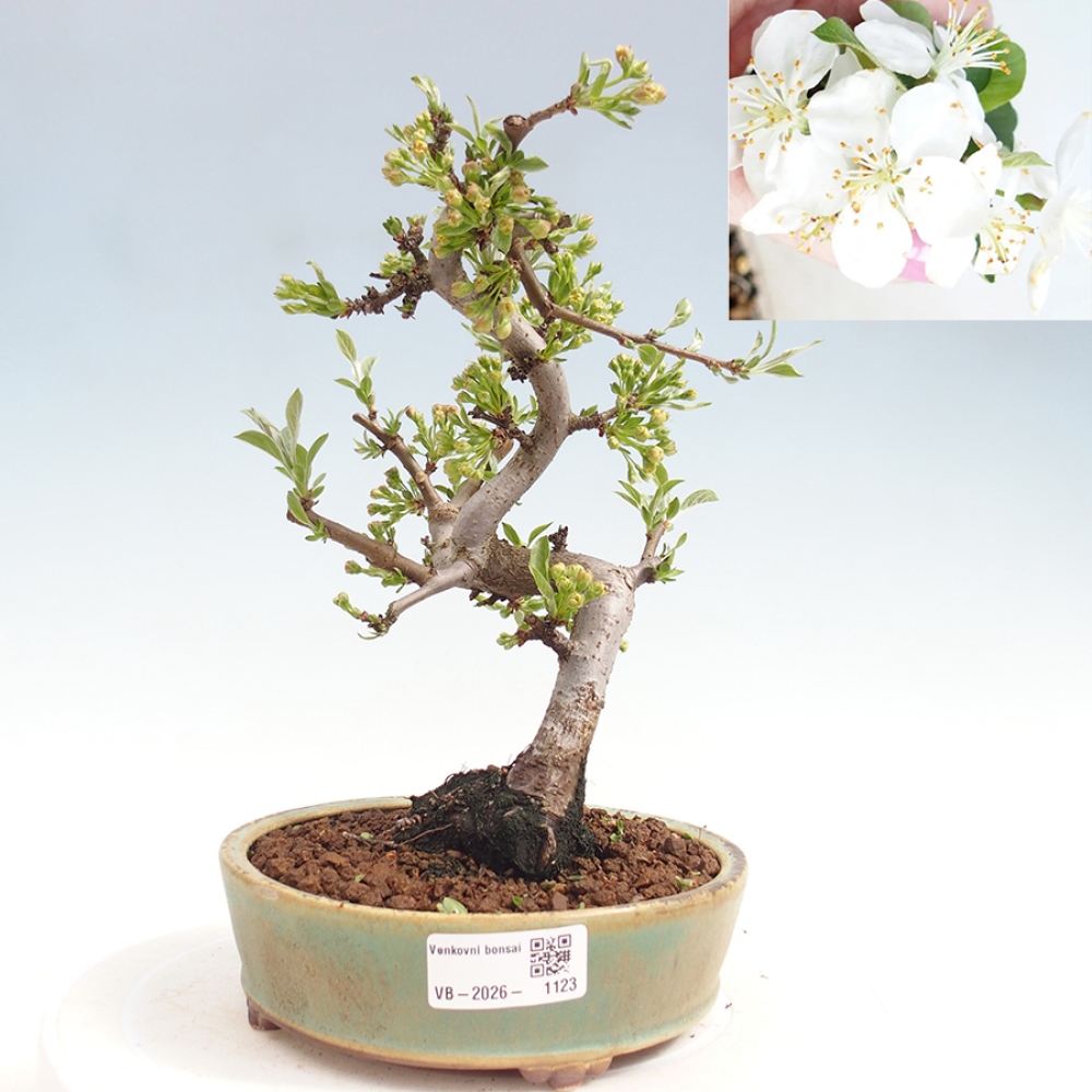 Outdoor bonsai - Malus sargentii - Small-fruited apple tree