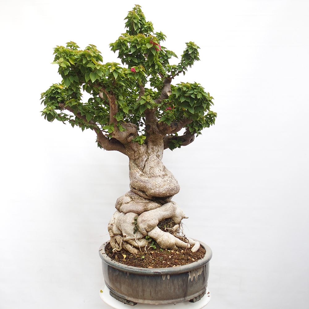 Indoor bonsai - Bouganwilea