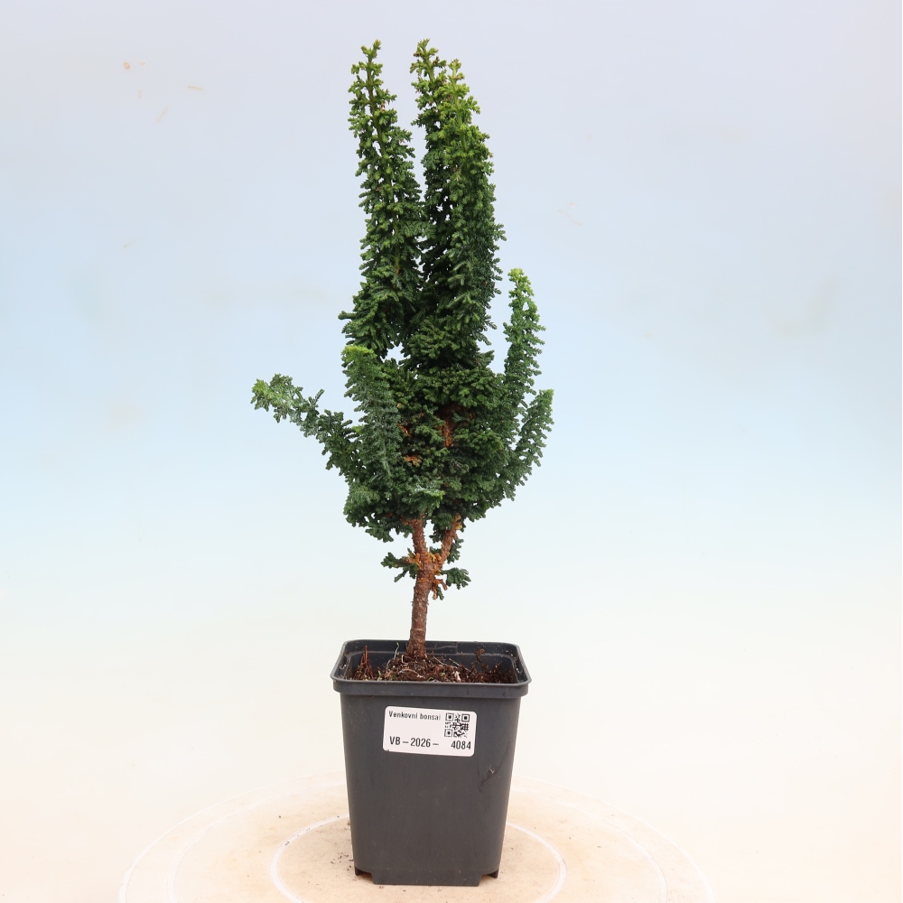 Outdoor bonsai - Cham. obtusa SEKKA HINOKI - Cypress