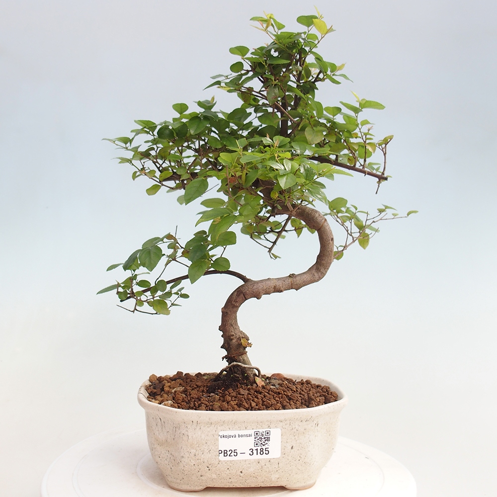Indoor bonsai - Sagerécie thea - Sagerécie thea