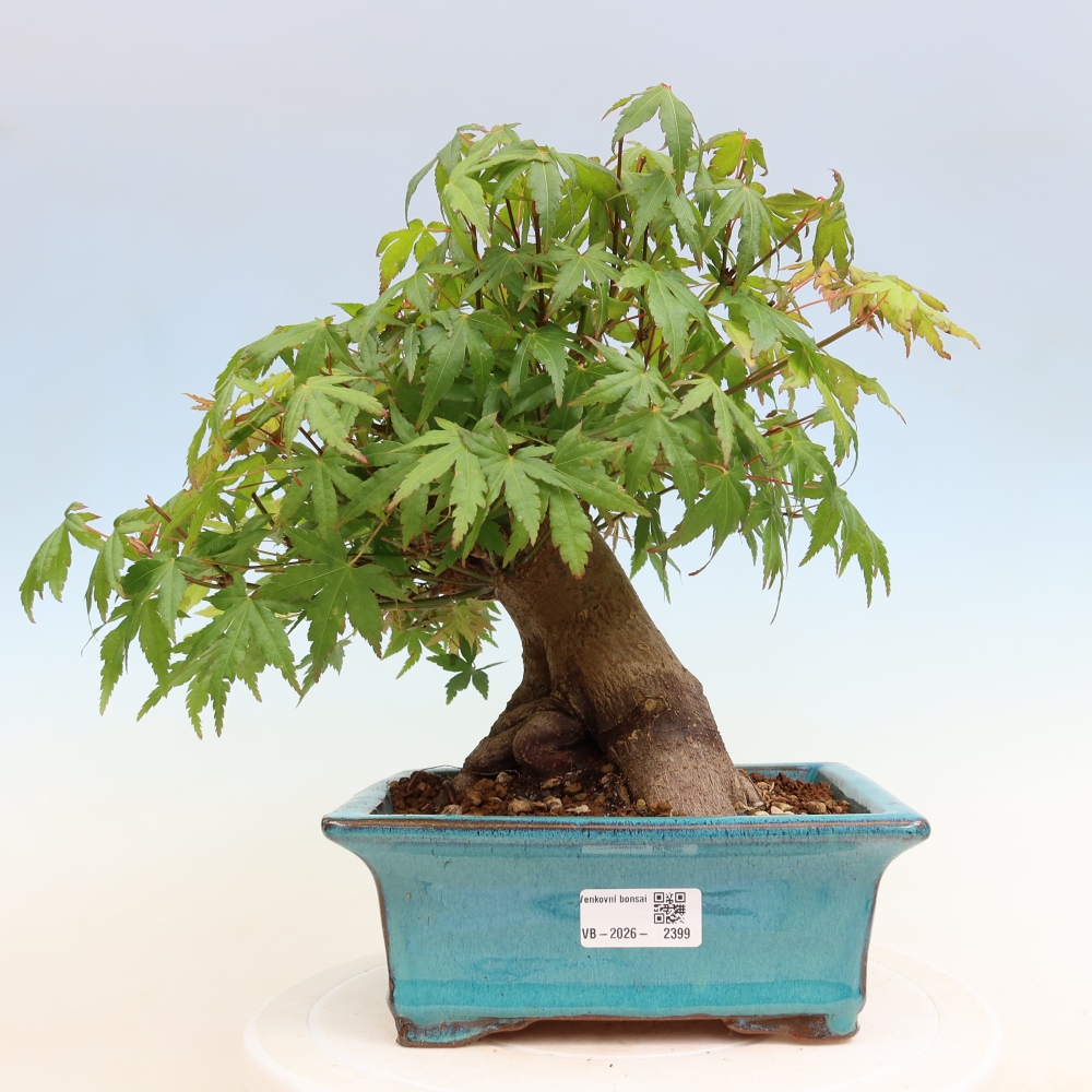 Outdoor bonsai - Maple Burger - Acer Burgerianum