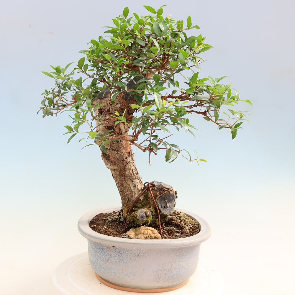 Indoor Bonsai - Myrtus communis - Common Myrtle