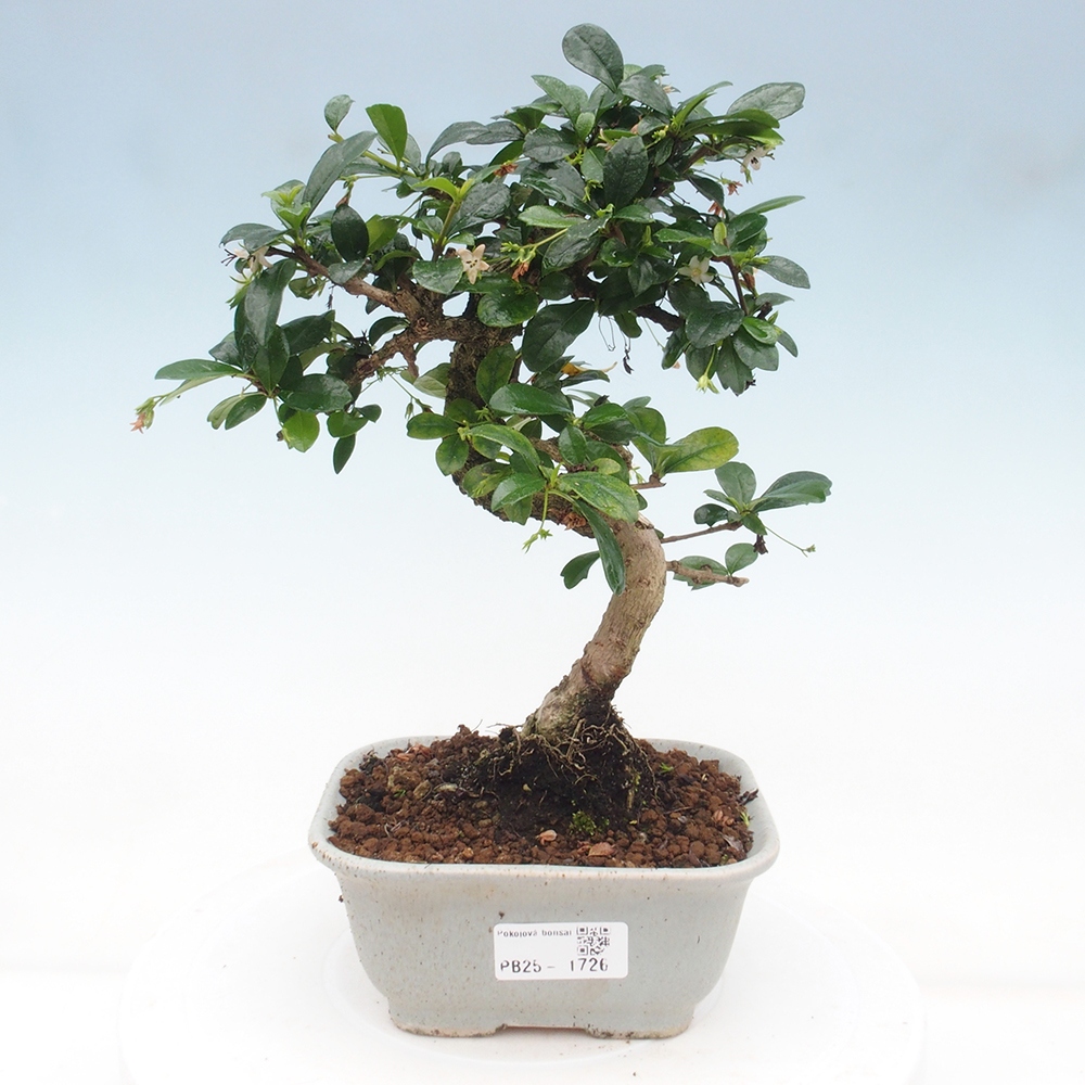 Indoor bonsai - Carmona macrophylla - Fuki tea
