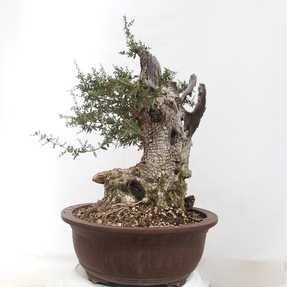 Indoor bonsai - Olea europaea sylvestris - European small-leaved olive oil