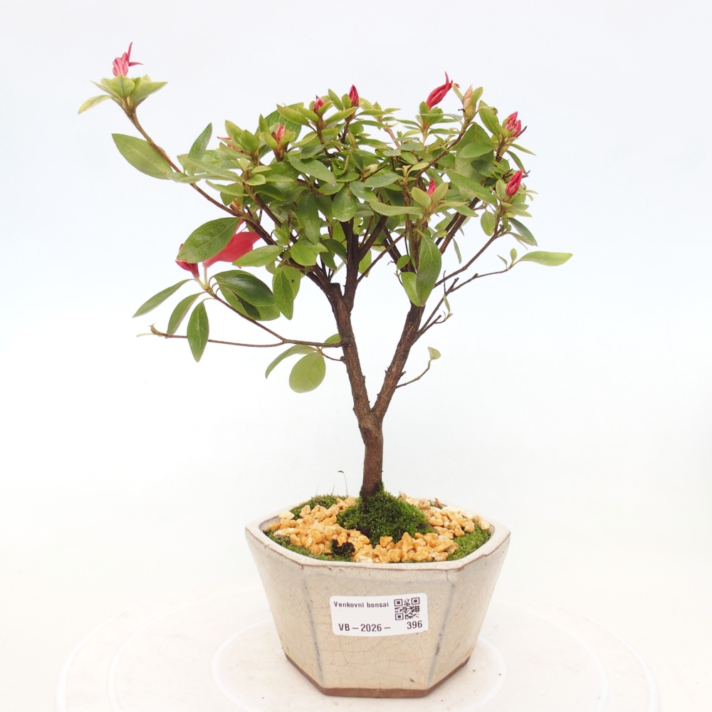 Outdoor bonsai - Japanese azalea - Azalea sp.
