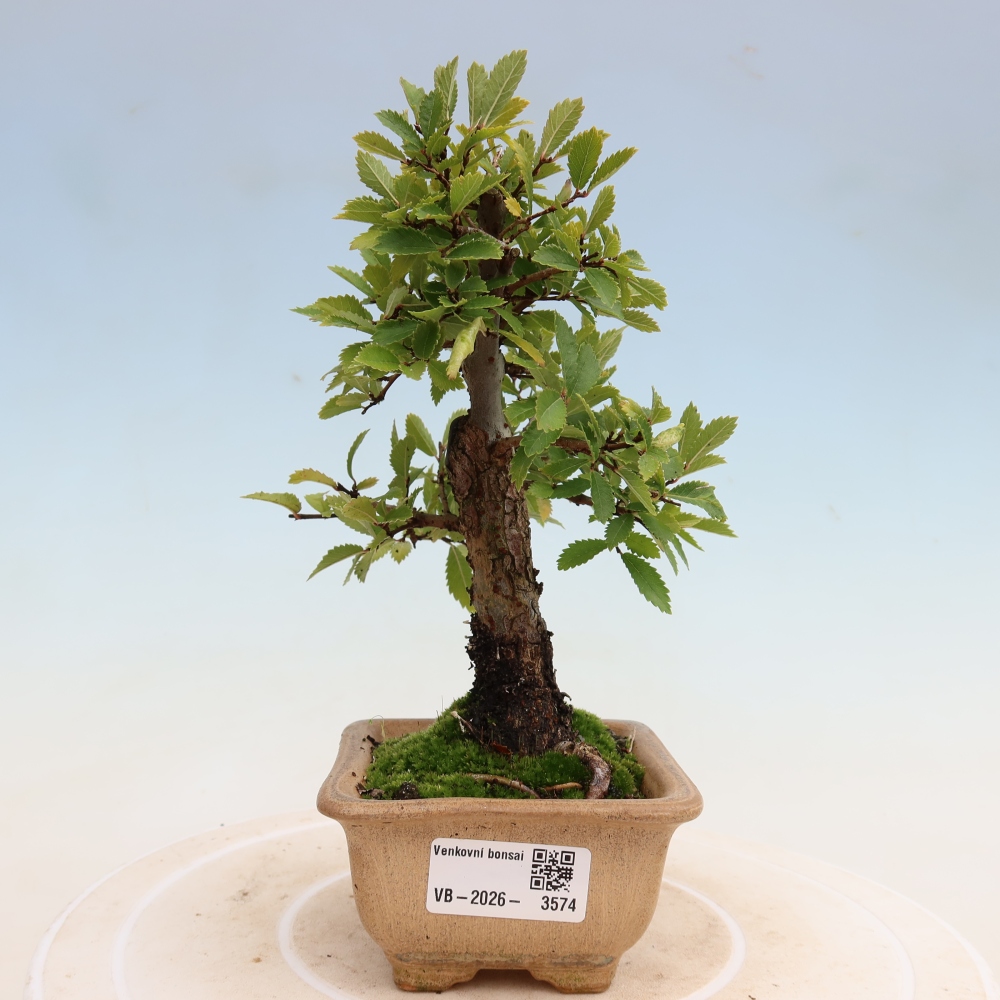 Outdoor bonsai - Zelkova - Zelkova NIRE