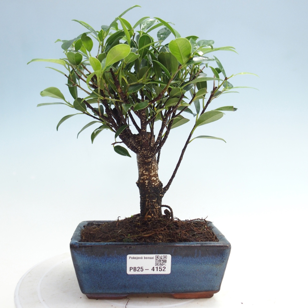 Room bonsai - Ficus retusa - small-leaved ficus