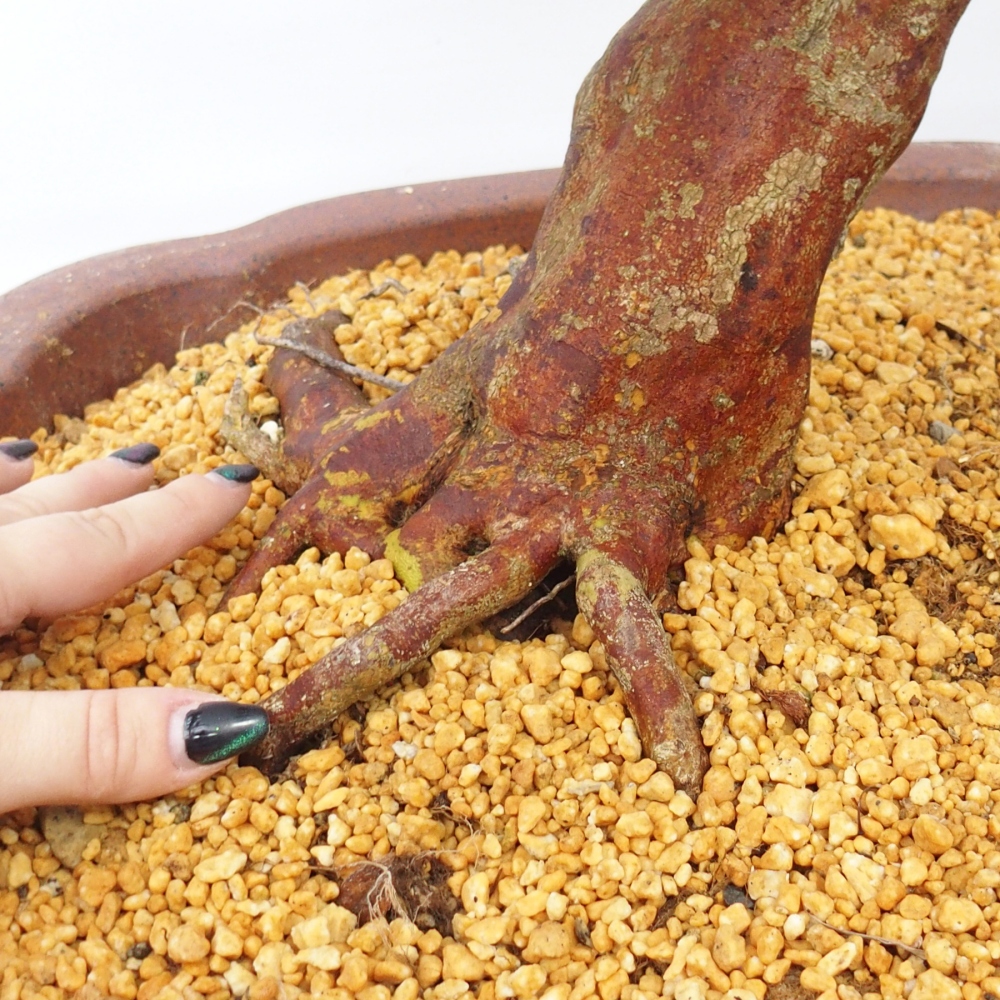 Outdoor bonsai - Japanese Azalea - Azalea Miyabihime