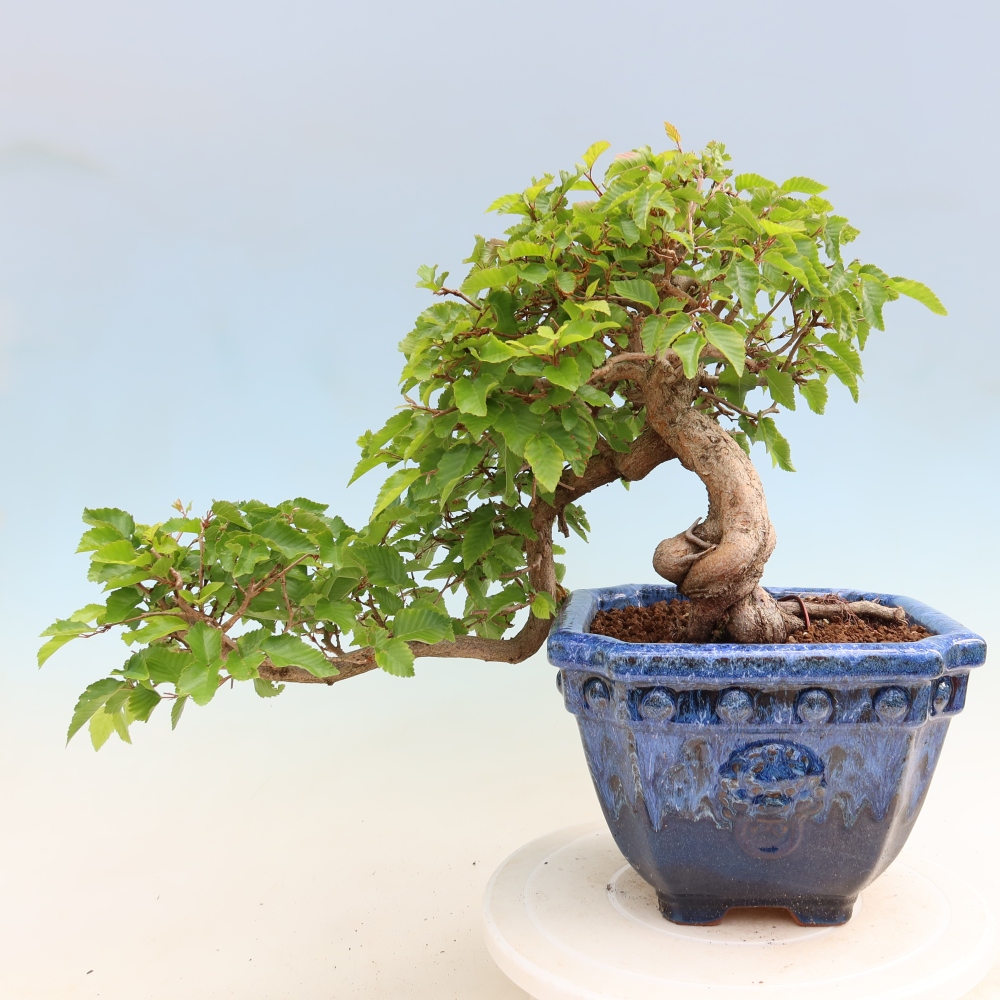 Outdoor bonsai -Carpinus coreana - Korean Hornbeam