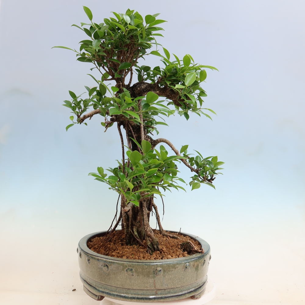 Room bonsai - Ficus kimmen - small-leaved ficus
