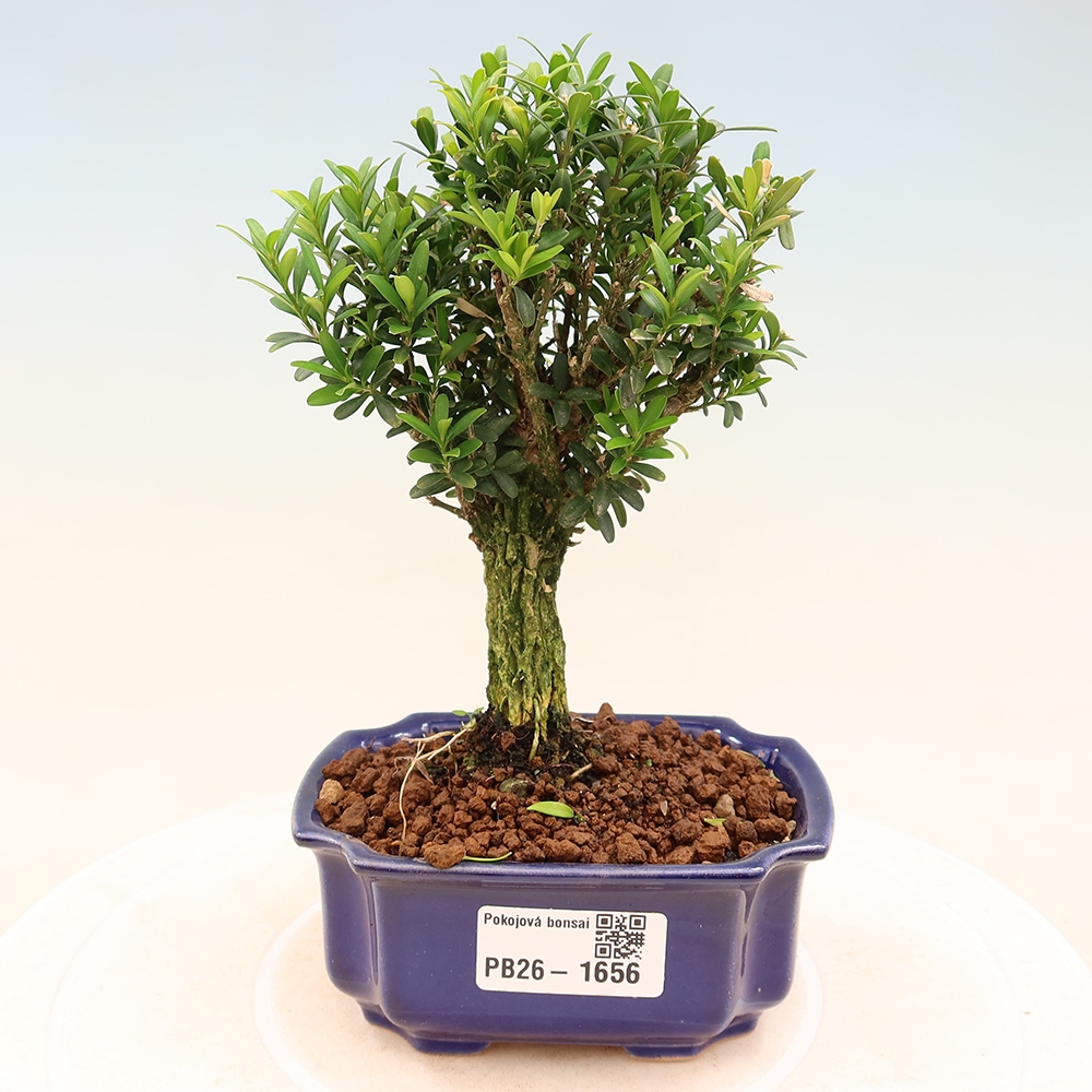 Room bonsai - Buxus harlandii - cork buxus