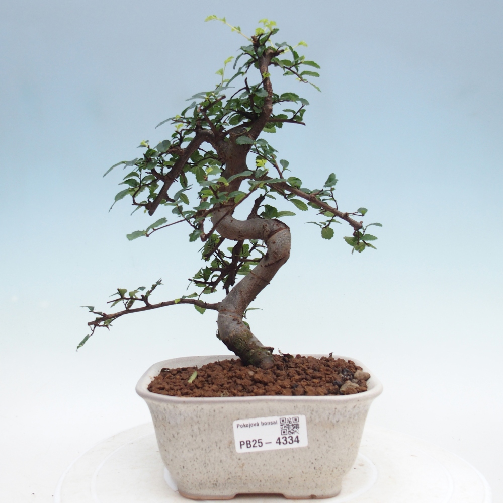 Room bonsai - Ulmus parvifolia - Small-leaved elm