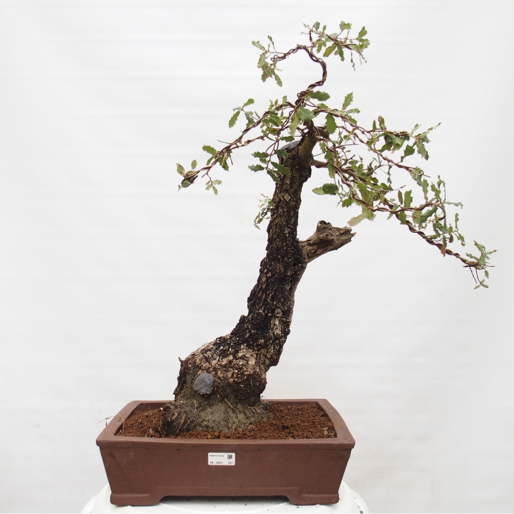 Yamadori - Quercus Ilex - Oak holly