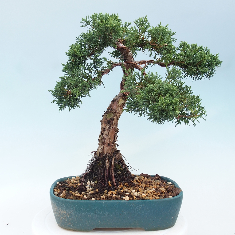 Outdoor bonsai - Juniperus chinensis Kishu - Chinese juniper