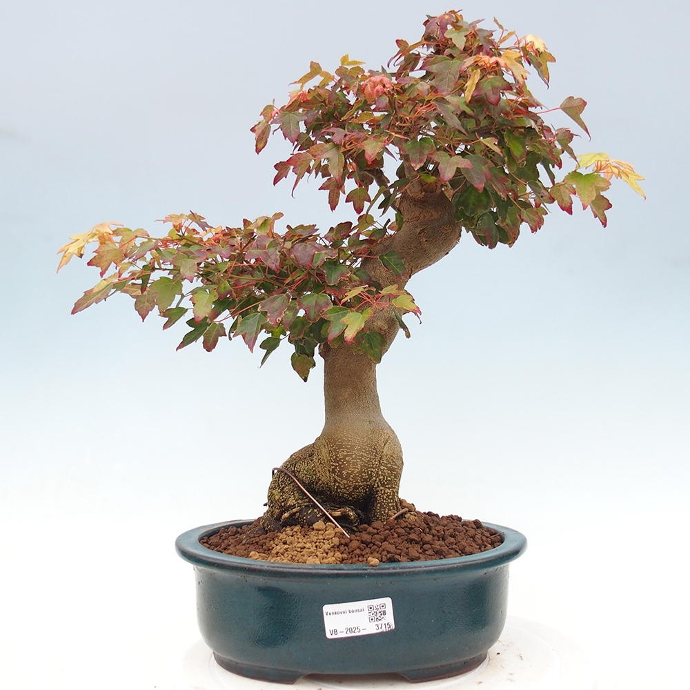Outdoor bonsai - Maple Buergerianum - Burger Maple