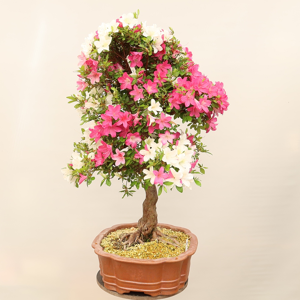 Outdoor bonsai - Japanese Azalea - Azalea Sayaka