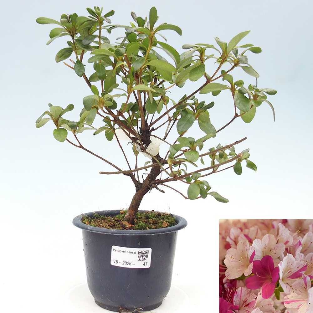 Outdoor bonsai - Japanese azalea - Azalea Kaminoyamakirin