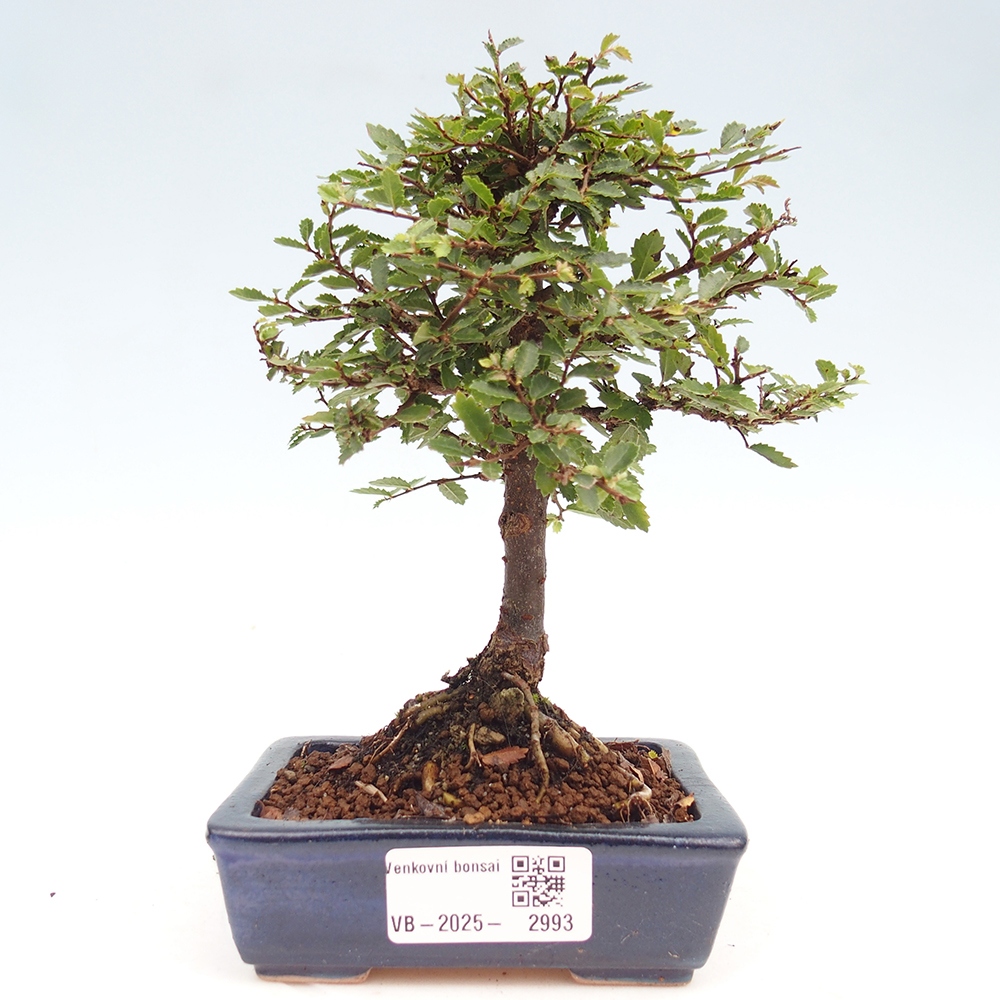 Outdoor bonsai - Ulmus parvifolia Sagei - Small-leaved elm