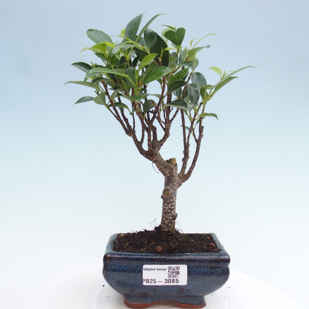 Indoor bonsai - Small-leaved ficus - Ficus kimmen