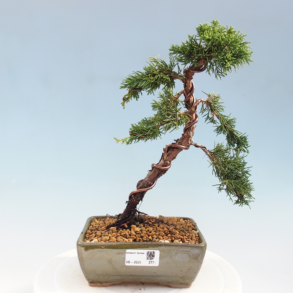 Outdoor bonsai - Juniperus chinensis Kishu - Chinese Juniper