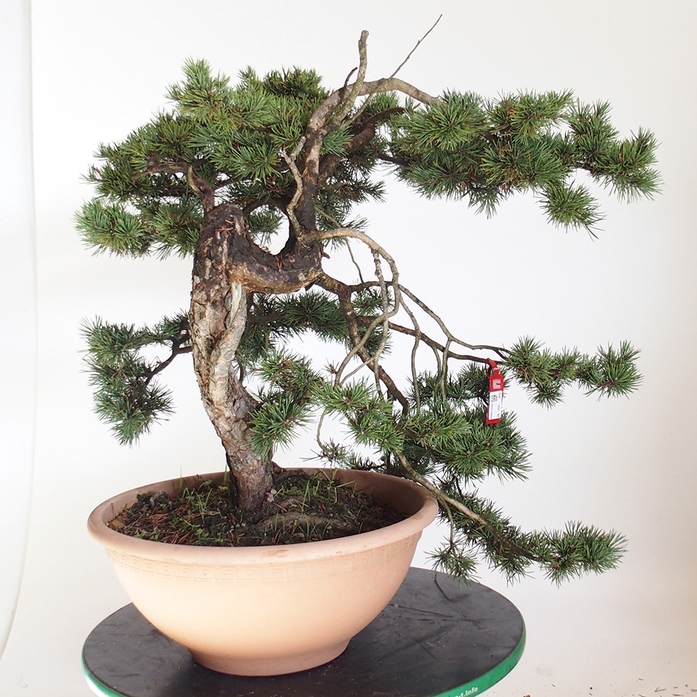 Yamadori - Pinus sylvestris Spain