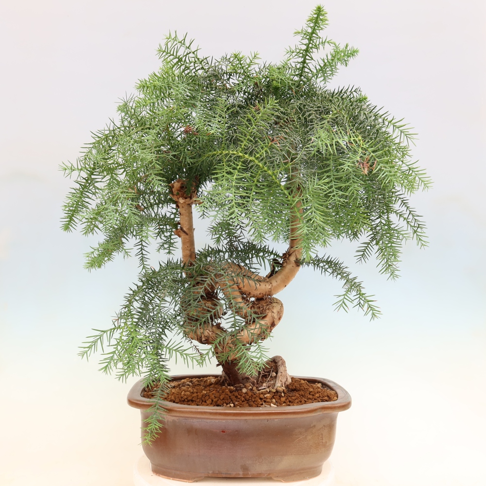 Indoor Bonsai - Araucaria - Indoor Spruce