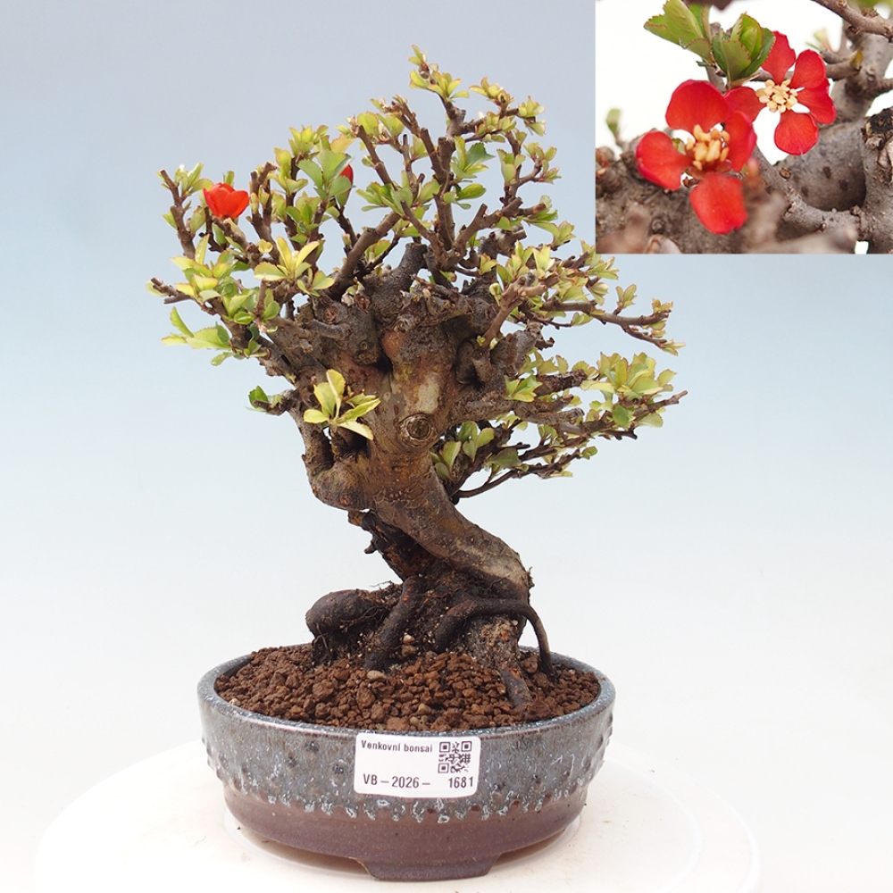Outdoor bonsai - Chaneomeles speciosa - Quince