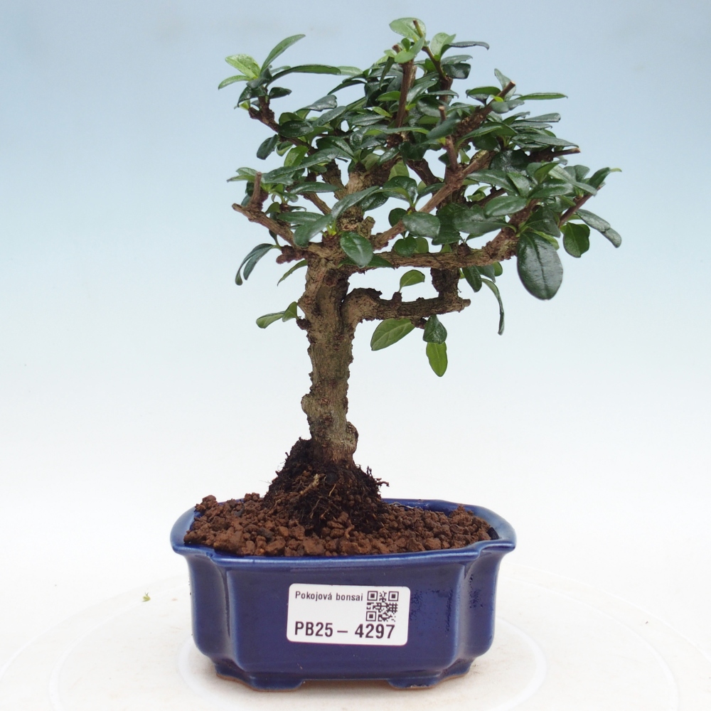 Room bonsai - Carmona macrophylla - Tea fuki