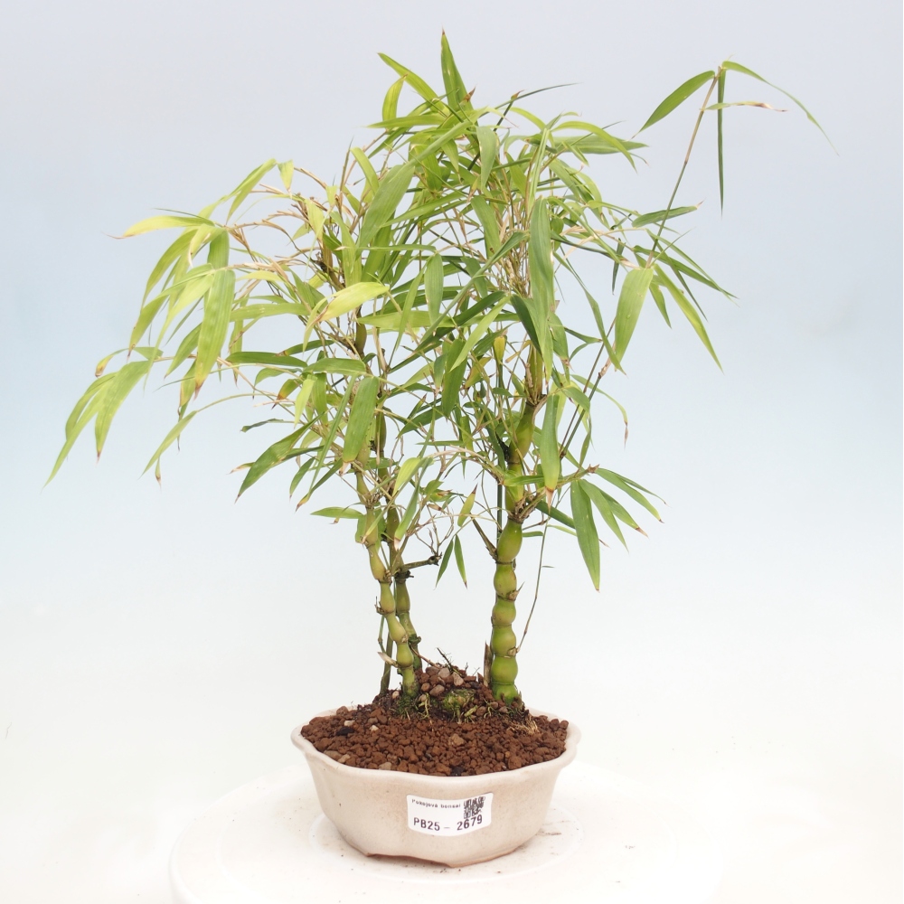 Indoor bonsai - Bamboo Buddha-Bamboo Buddha's belly