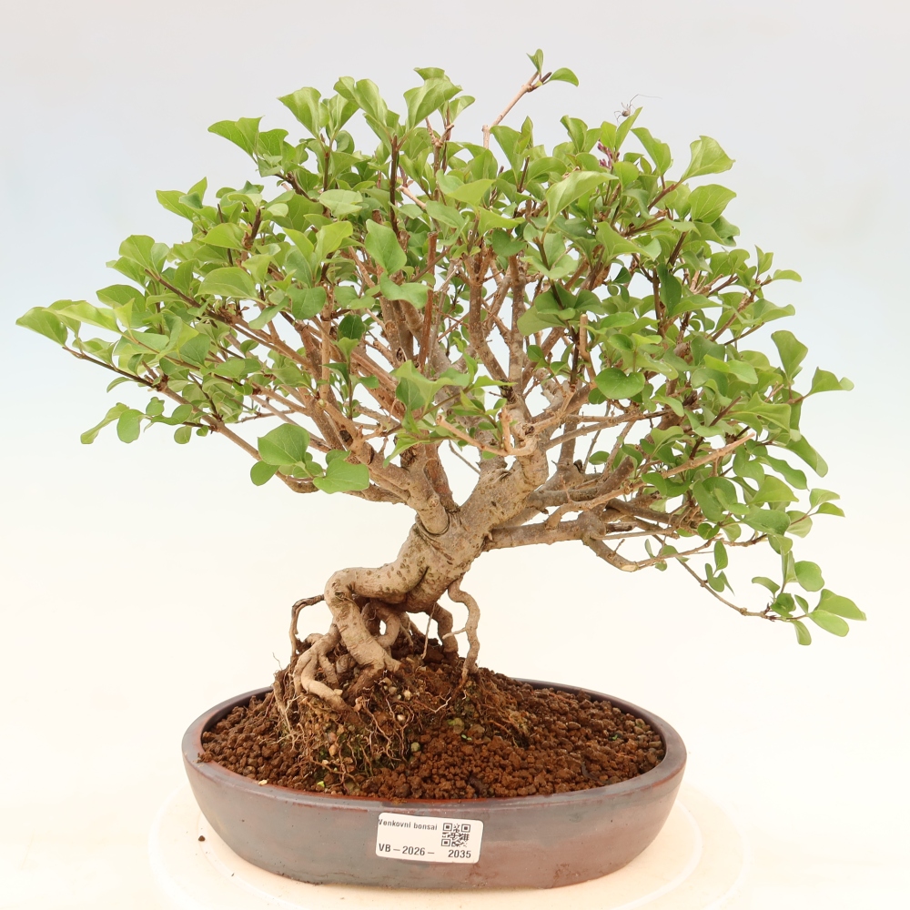 Outdoor bonsai - Syringa microphylla - small-flowered lilac
