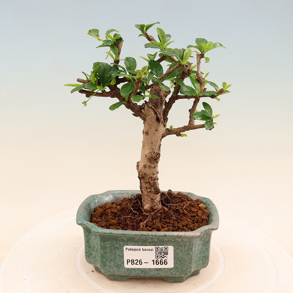 Room bonsai - Carmona macrophylla - Tea fuki
